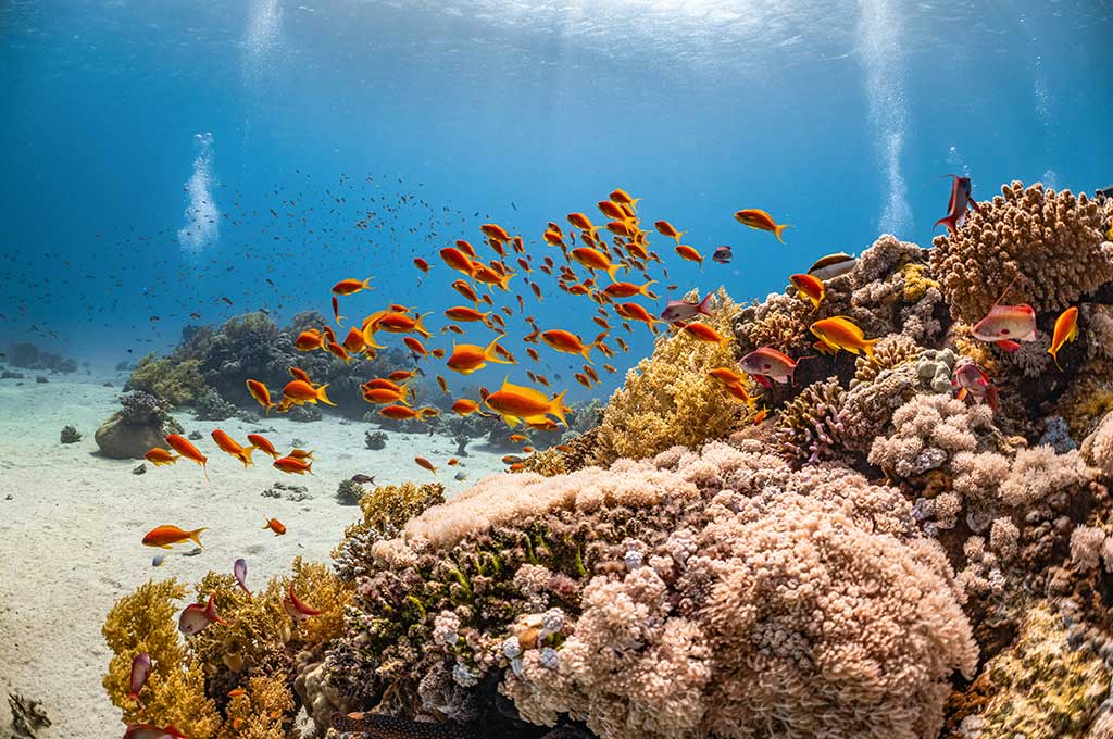 ดำน้ำตื้น